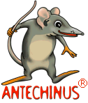 Antechinus C# Editor Download